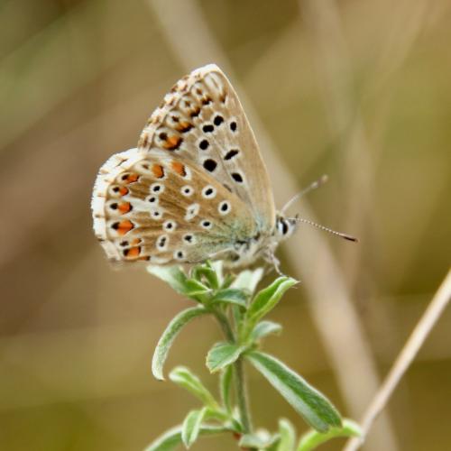 Réf. 291 608 : Polyommatus hispana